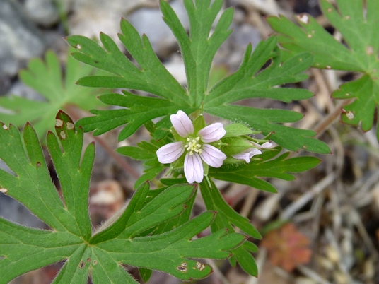 {Geranium carolinianum}